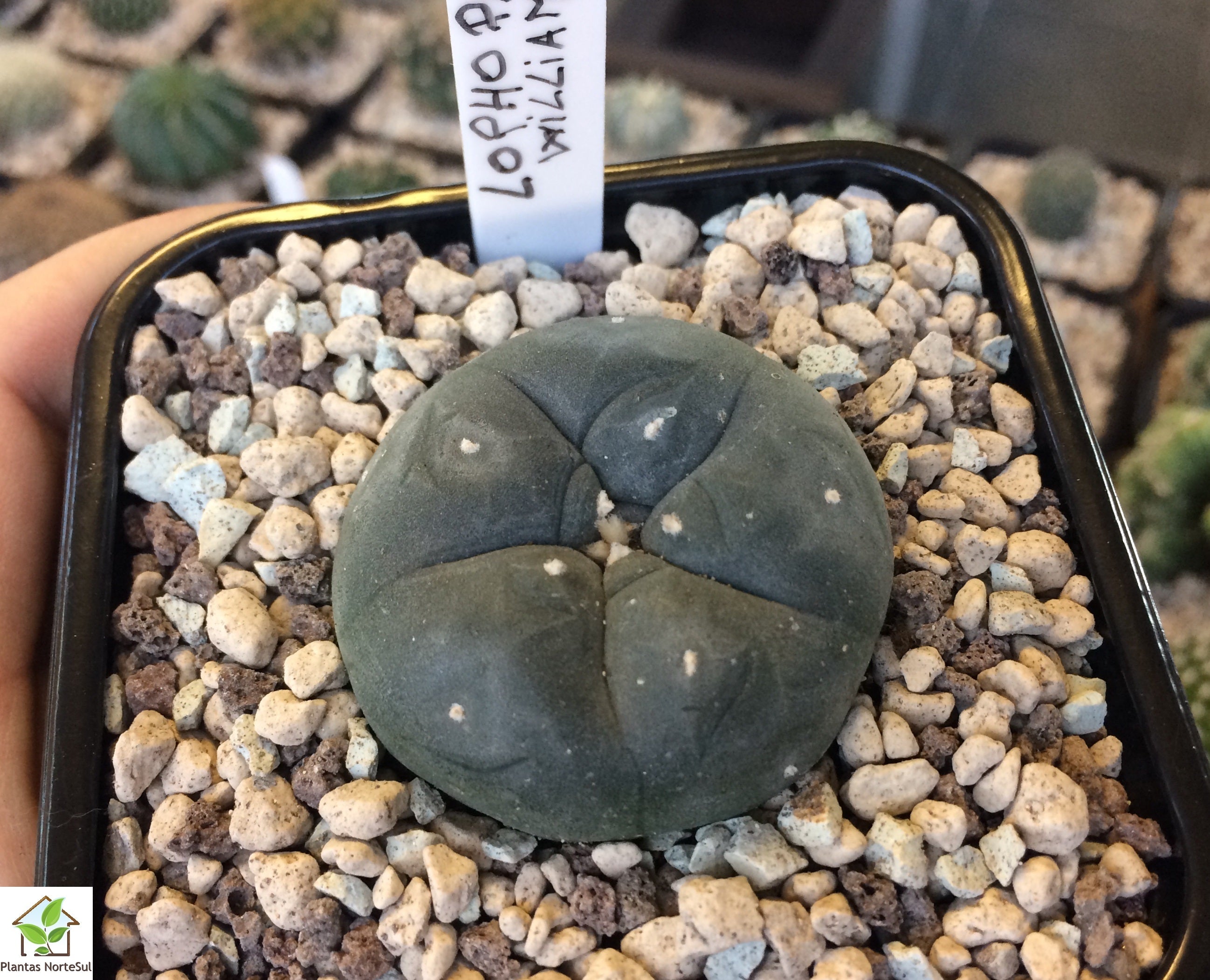 Lophophora williamsii (Peyote) 