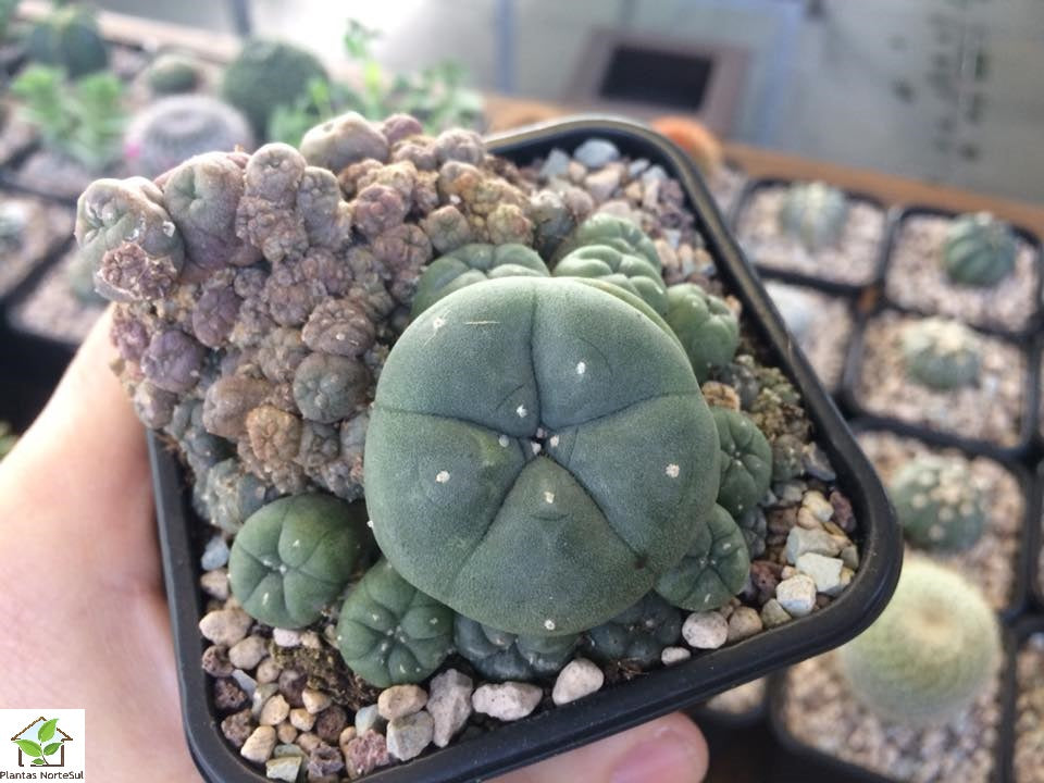 Lophophora williamsii var. caespitosa (Peyote) 
