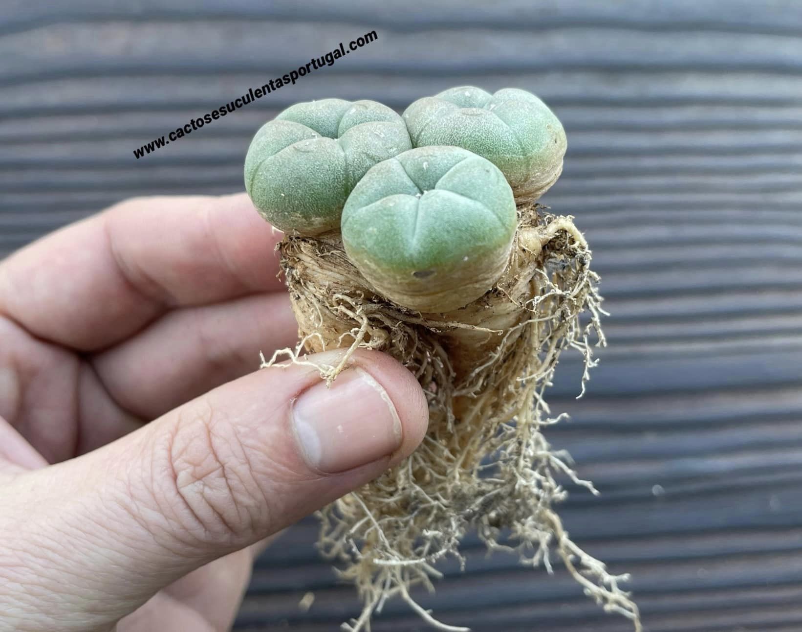 Lophophora williamsii - rare form.  (ÚNICA)