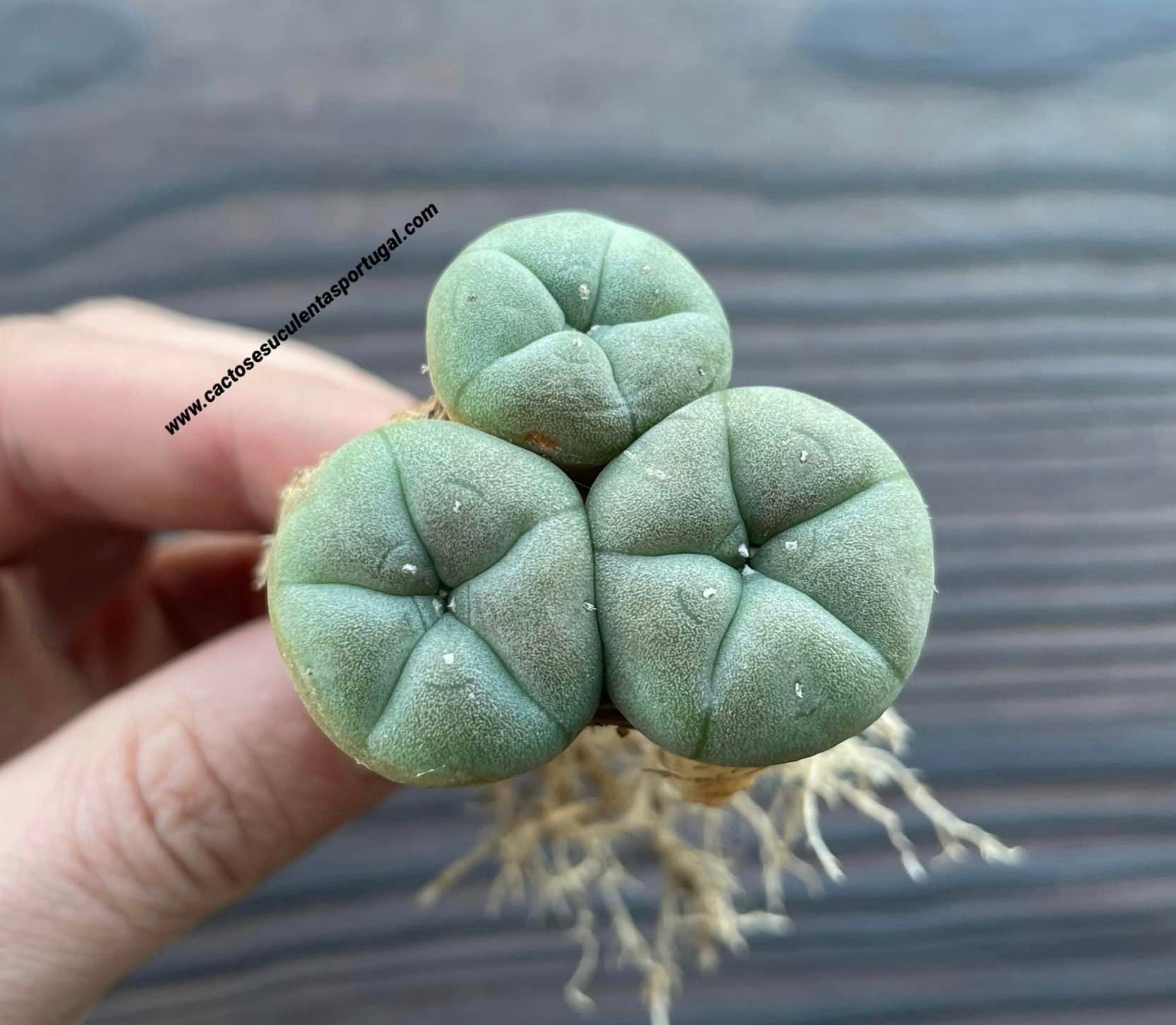 Lophophora williamsii - rare form.  (ÚNICA)