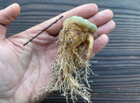 Lophophora williamsii - rare form.  (ÚNICA)