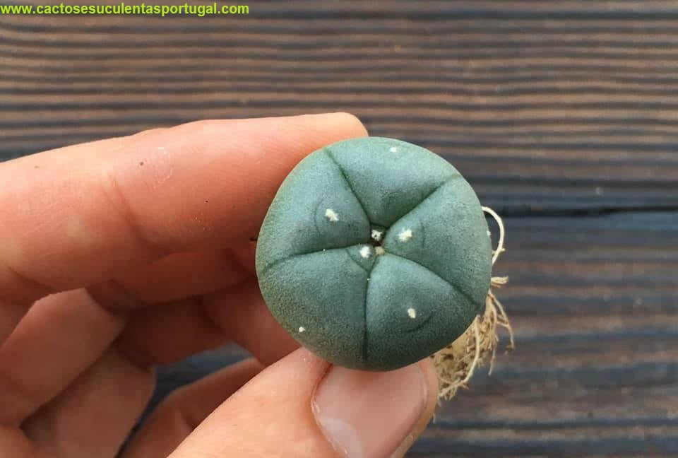 Lophophora williamsii