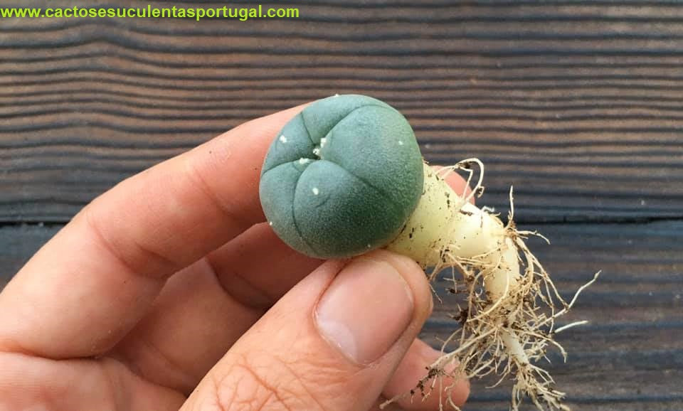 Lophophora williamsii