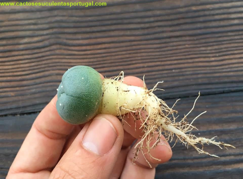 Lophophora williamsii