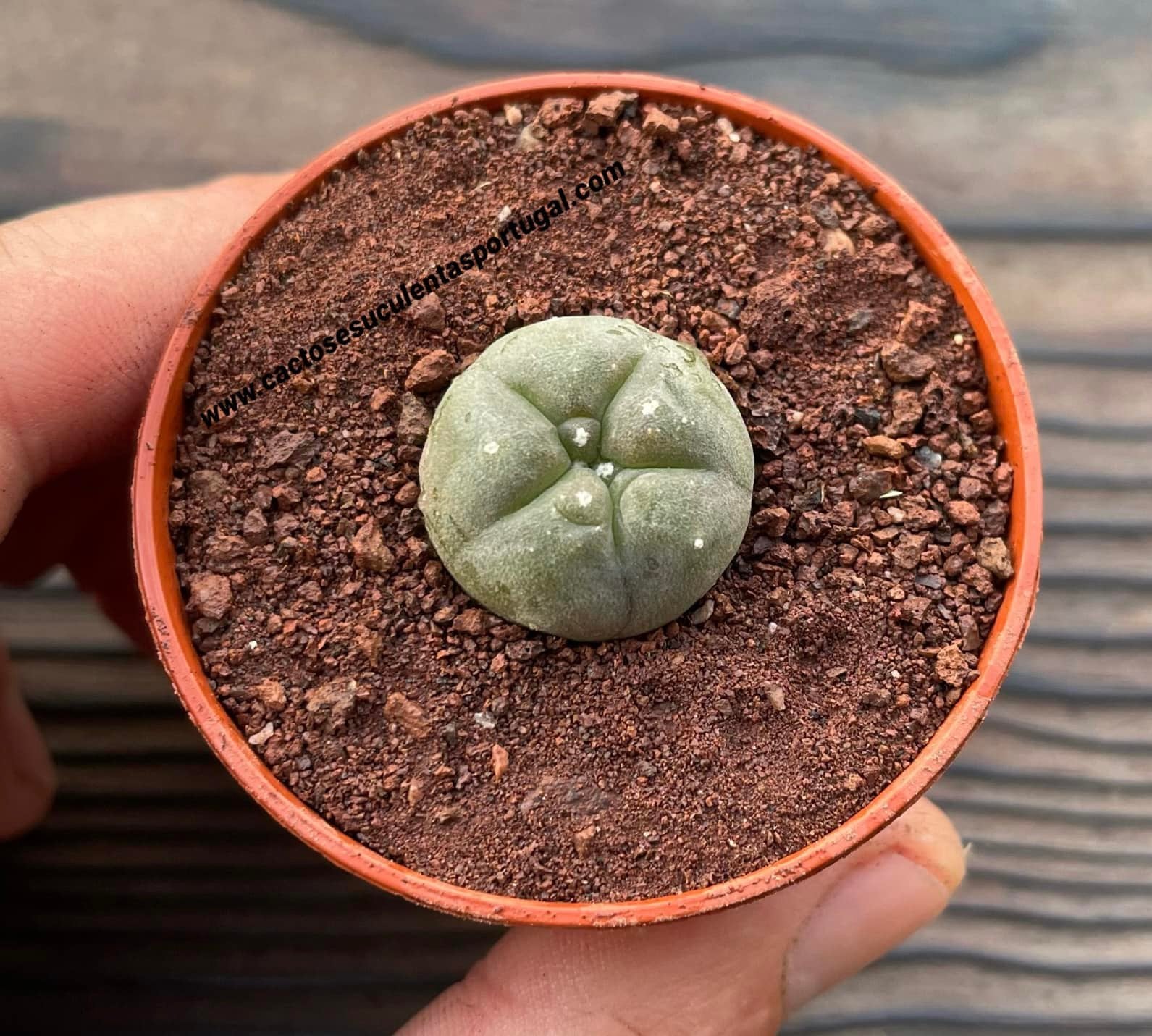 Lophophora williamsii