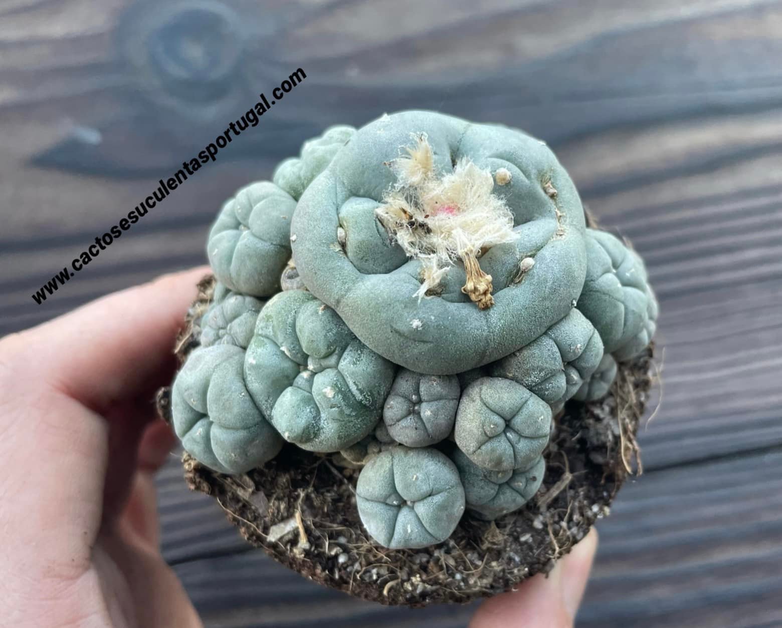 Lophophora williamsii var. caespitosa, (Peyote)