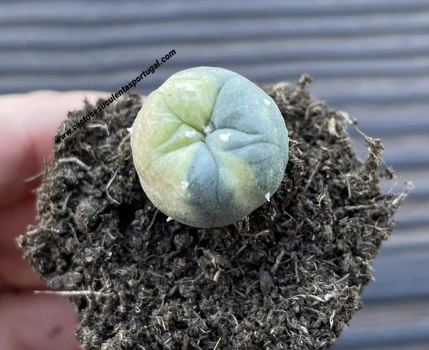 Lophophora williamsii var. fricii f. variegata