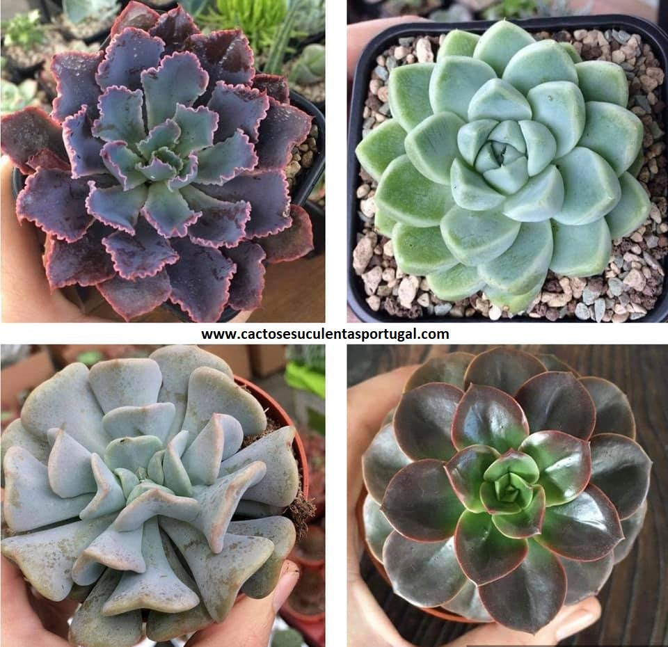 Venda de Suculentas Selecção de 4 Echeverias 8.5cm