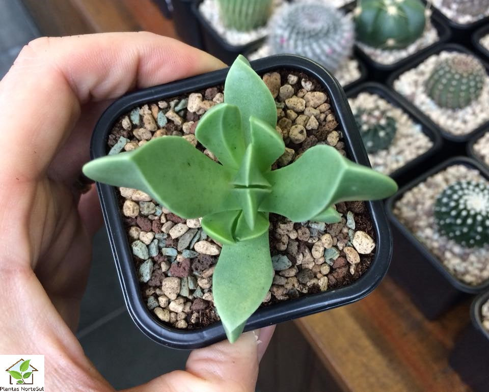 Machairophyllum Brevifolium