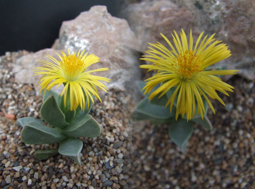 Machairophyllum Brevifolium