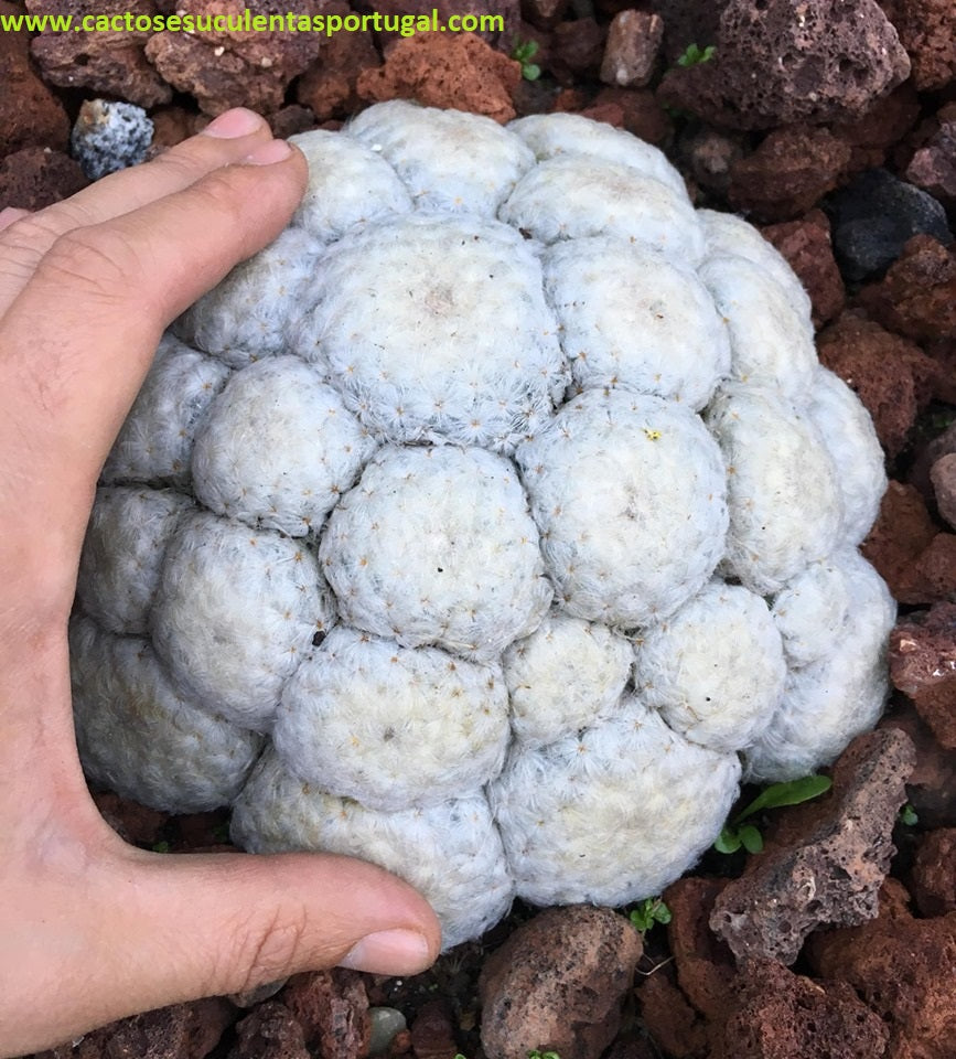 Mammillaria Plumosa