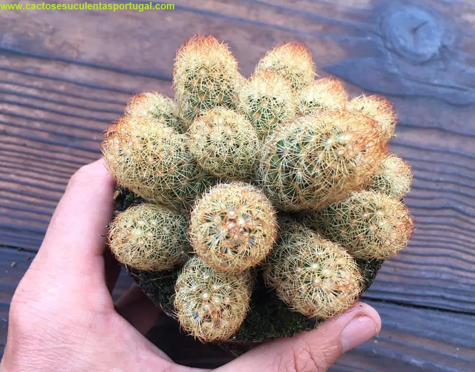 Mammillaria Elongata Aurum,