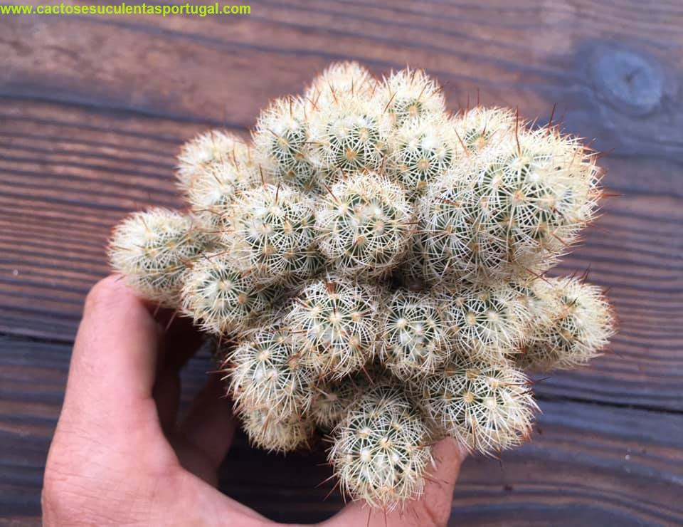 Mammillaria Elongata var. Pallida