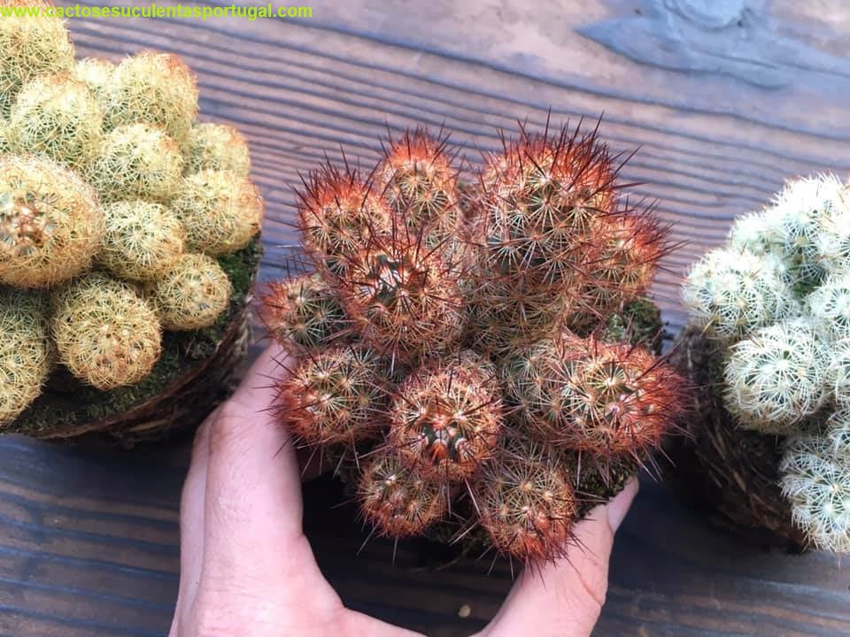  Mammillaria Elongata var. Rubra