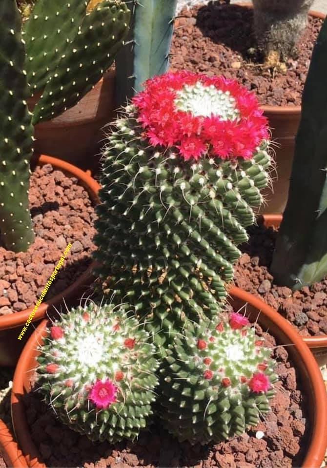  Mammillaria polythele 'Toluca'