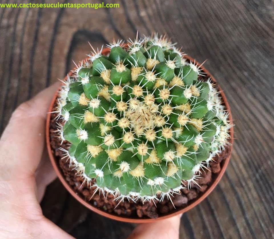 Mammillaria Voburnensis ssp. Eichlamii