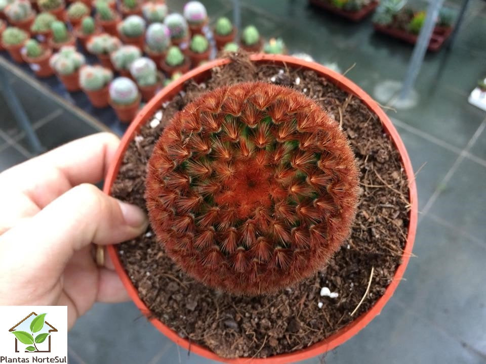 Mammillaria carmenae rubra 