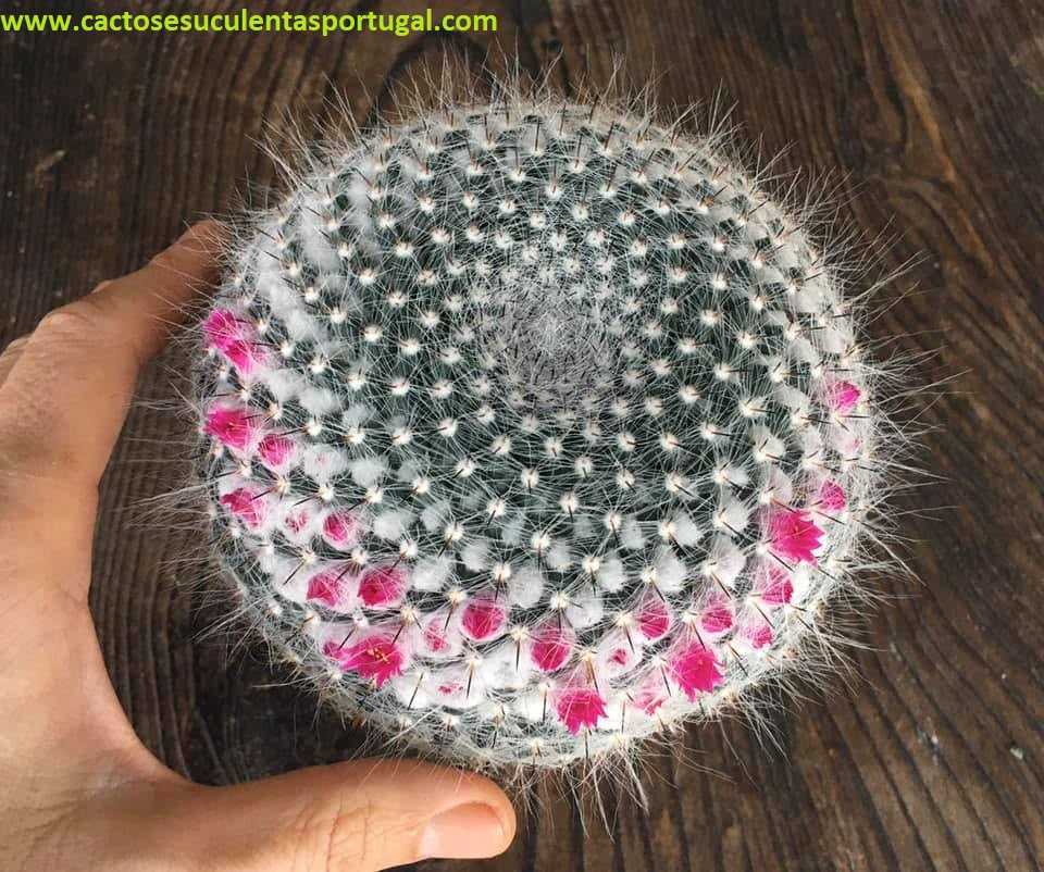 Mammillaria Hahniana em flor