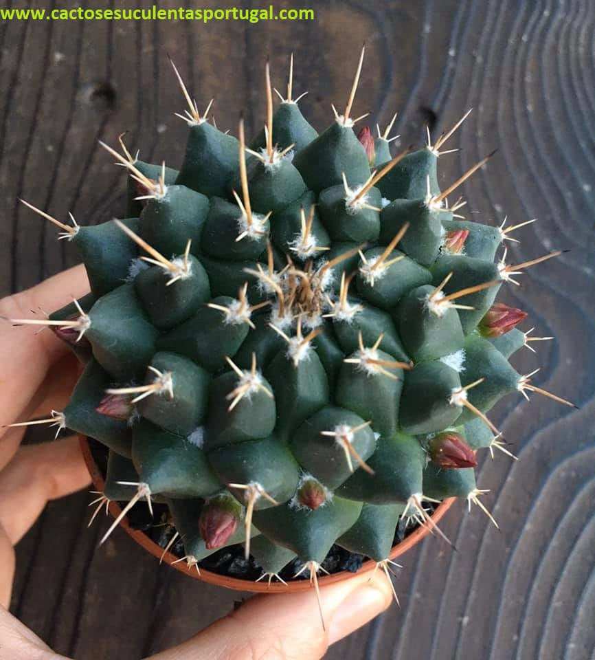 Mammillaria Magnimamma 