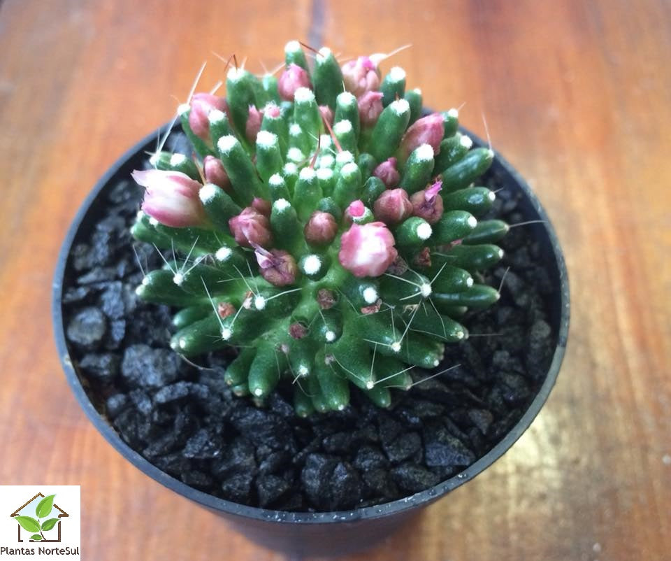 Mammillaria Peinterii Monstruosa
