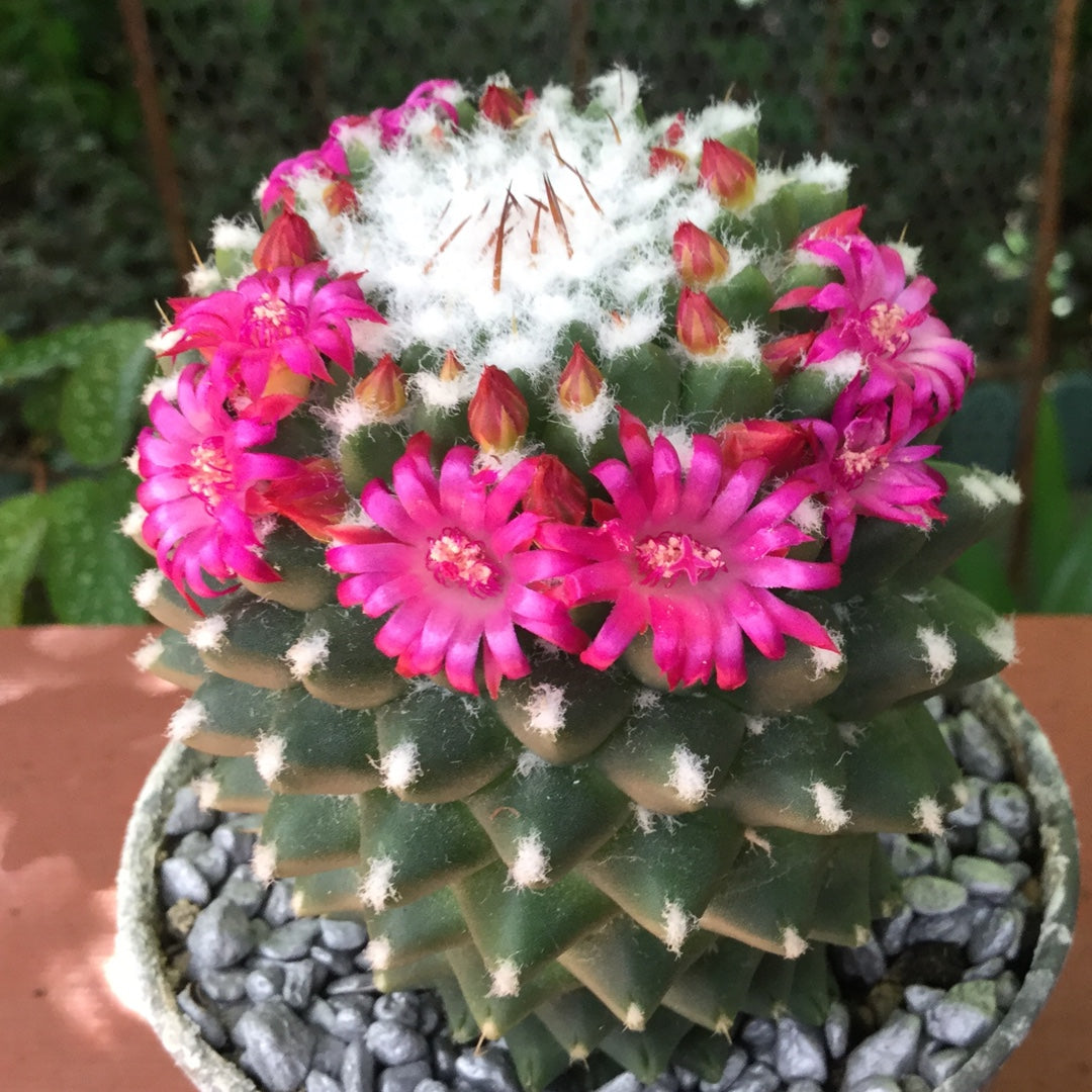 Mammillaria Polythele Toluca
