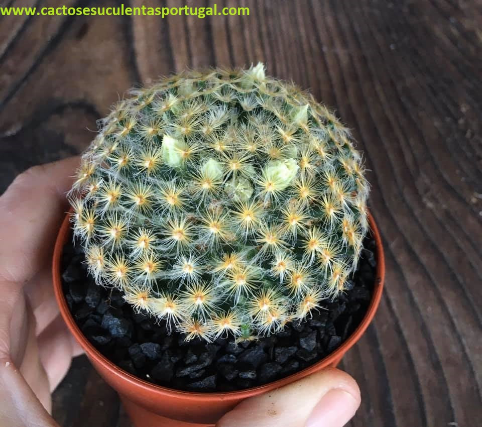Mammillaria Schiedeana Var. Dumetorum
