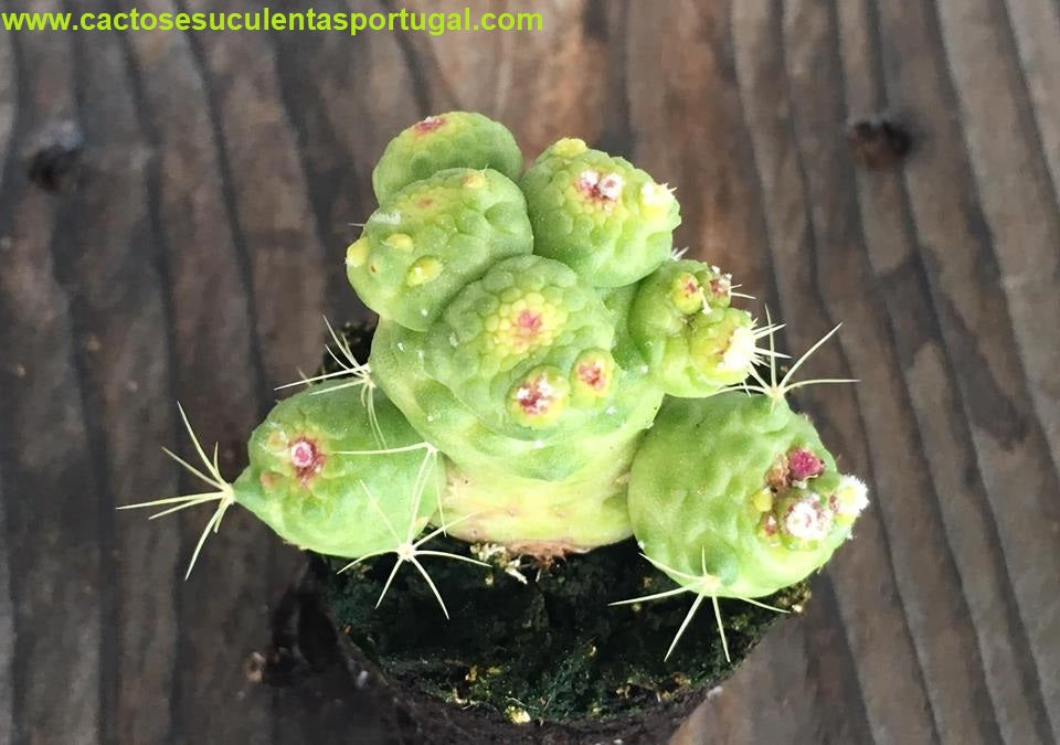 Mammillaria bocasana Fred 