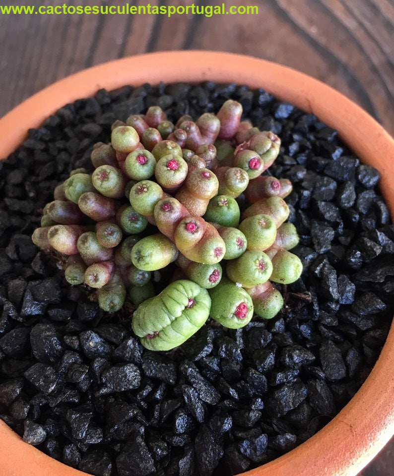 Mammillaria bocasana cv. fred mostruosa cristata