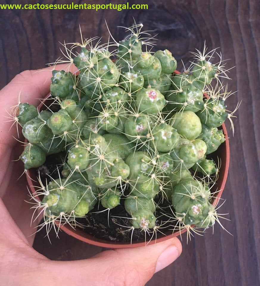 Mammillaria bocasana cv. fred