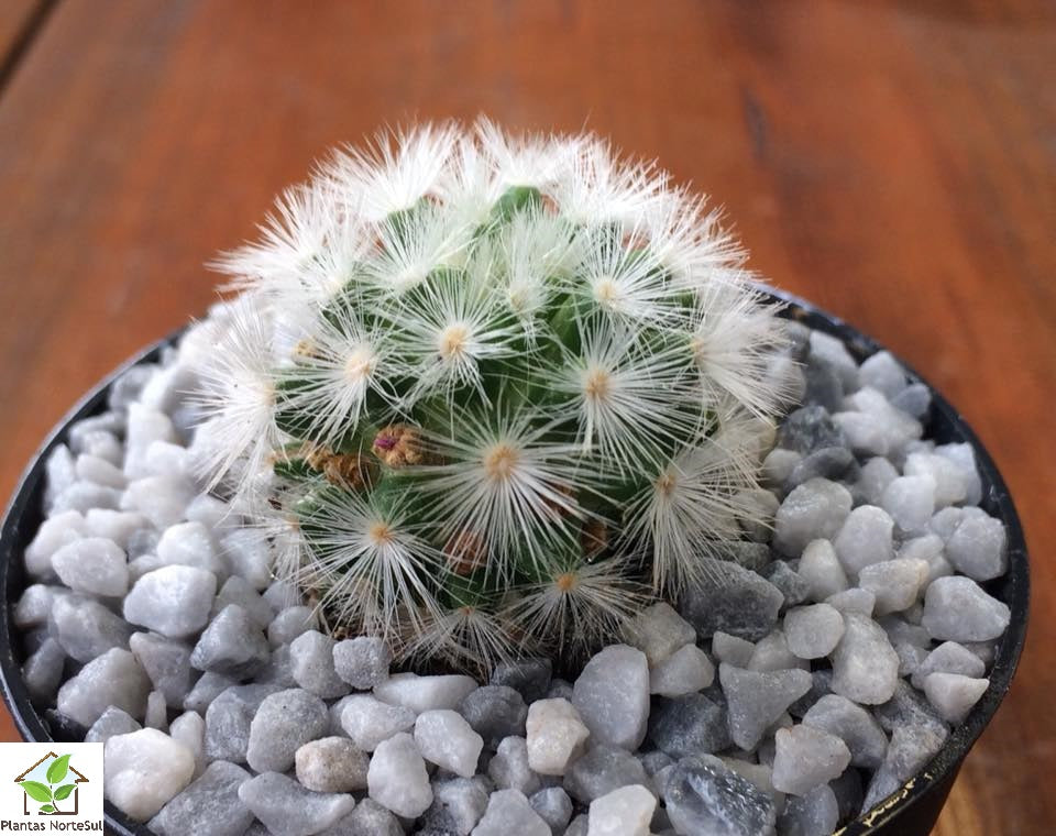 Mammillaria carmenae