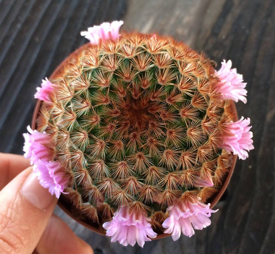 Mammillaria carmenae rubra