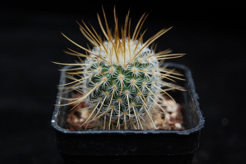 Mammillaria dixanthocentron 