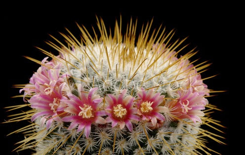 Mammillaria dixanthocentron