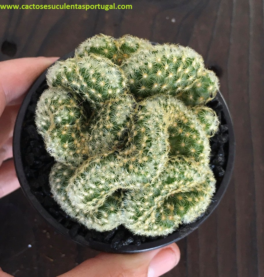 Mammillaria elongata f. cristata