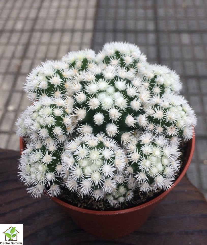 Mammillaria gracilis v. fragilis monstrose Arizona Snowcap