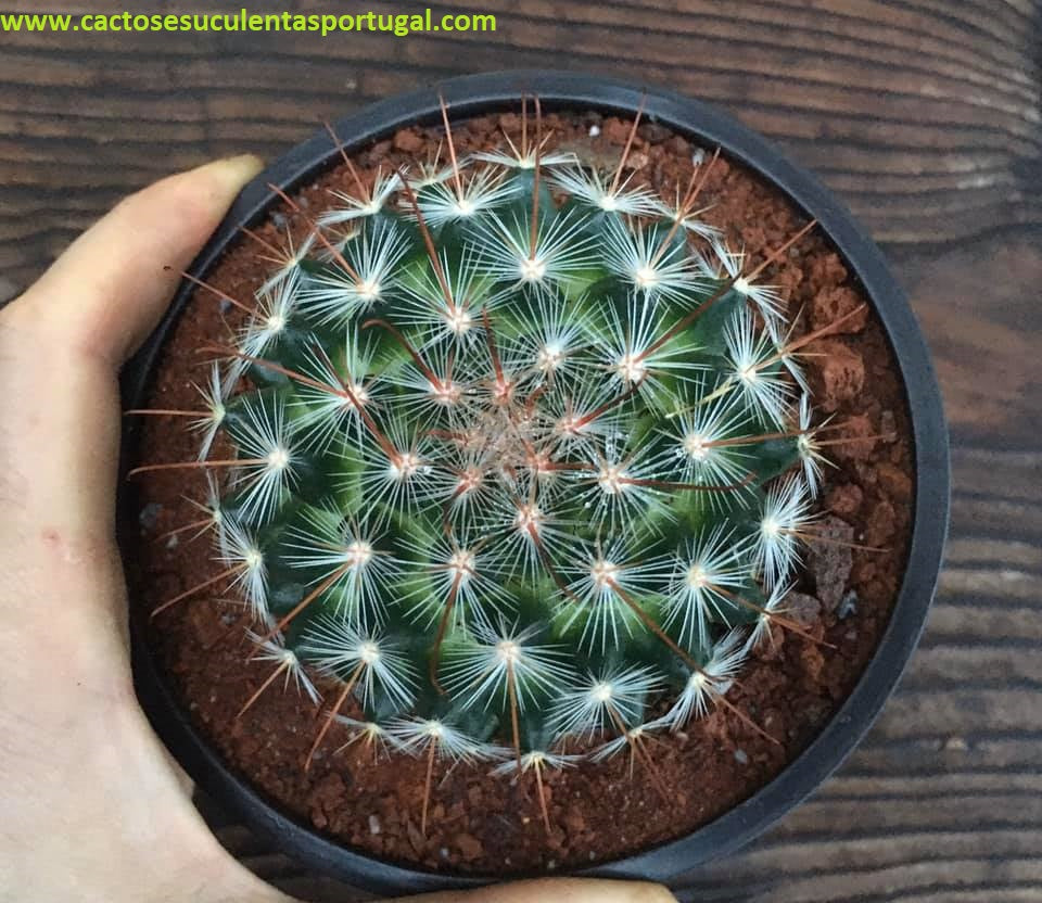 Mammillaria longiflora