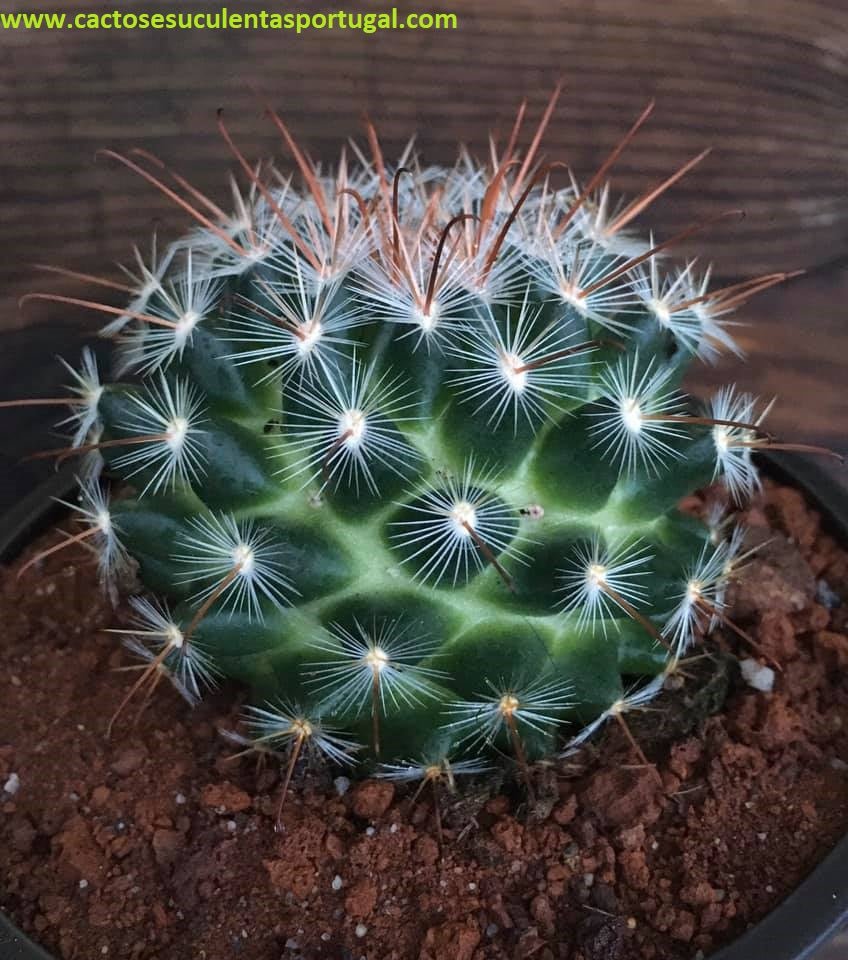 Mammillaria longiflora
