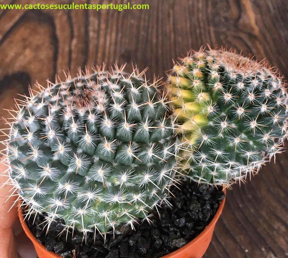 Mammillaria mystax variegata