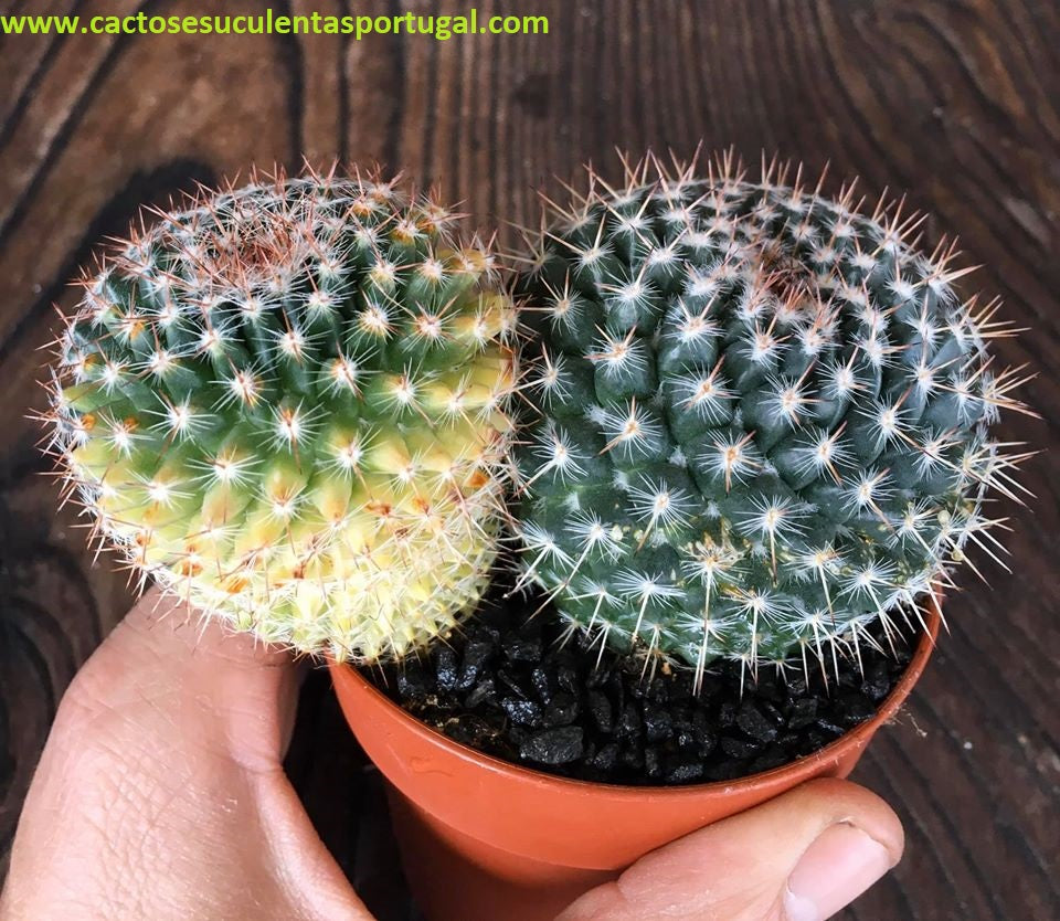 Mammillaria mystax variegata, ÚNICA
