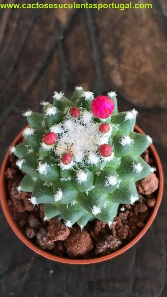 Mammillaria Polythele Toluca