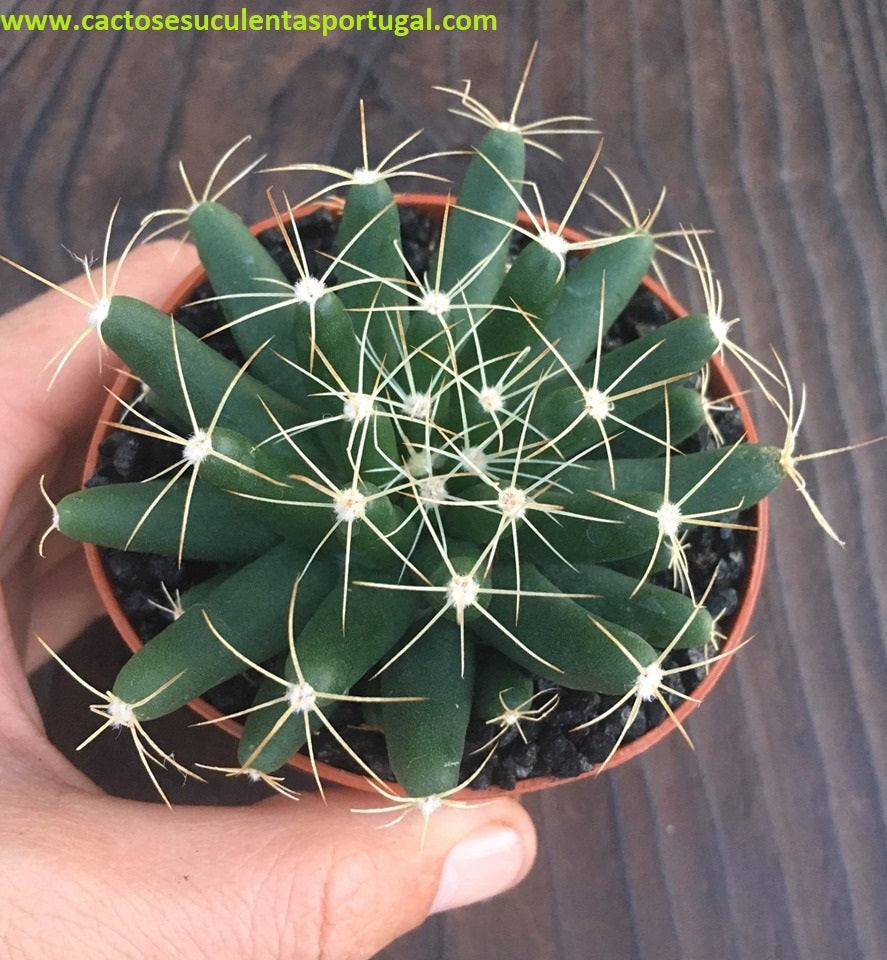 Mammillaria sphaerica