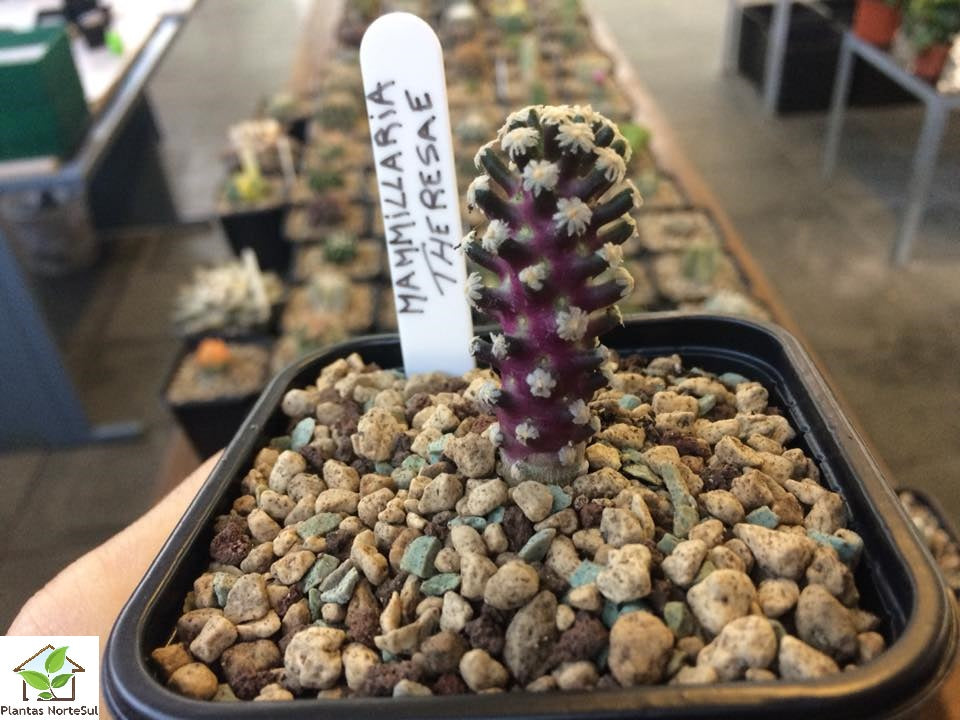 Mammillaria theresae