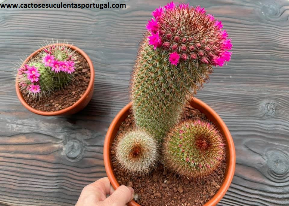 Mammillaria backebergiana