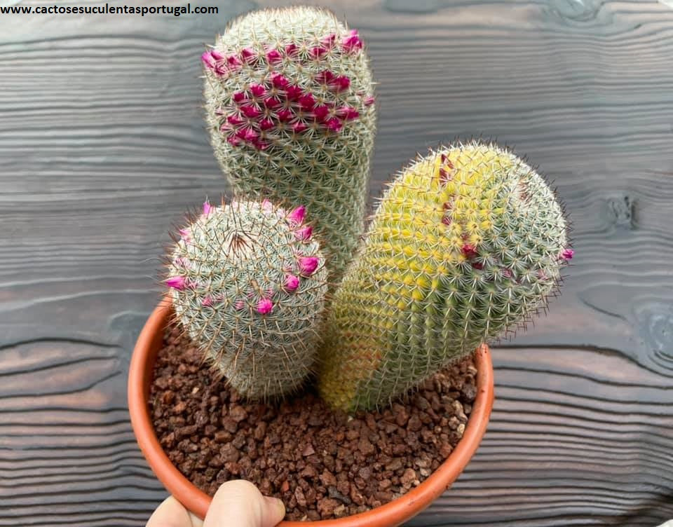 Mammillaria backebergiana variegated 