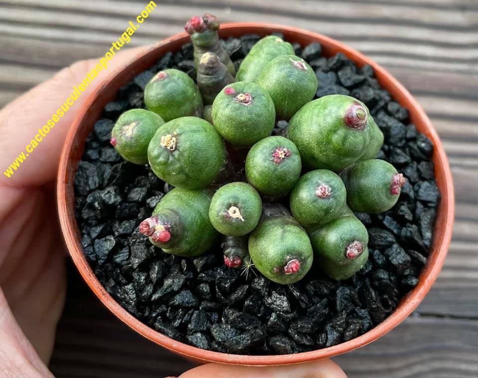 Mammillaria bocasana cv. 'Fred' form. mostruosa