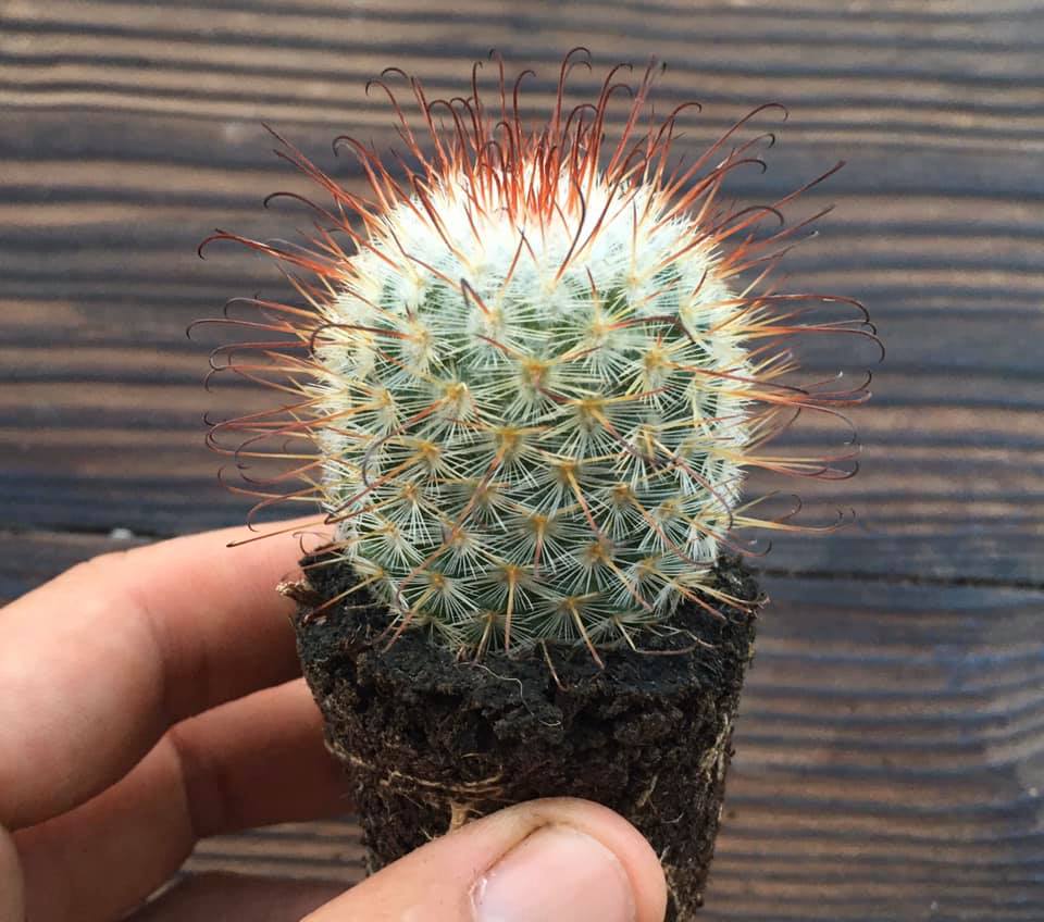 Mammillaria bombycina