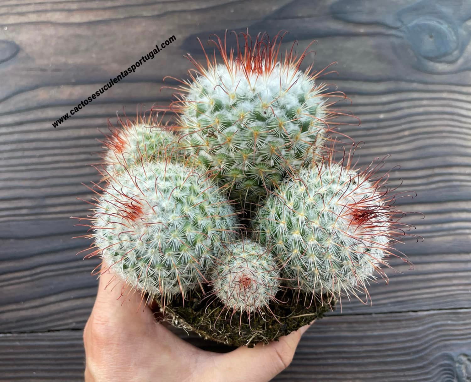 Mammillaria bombycina