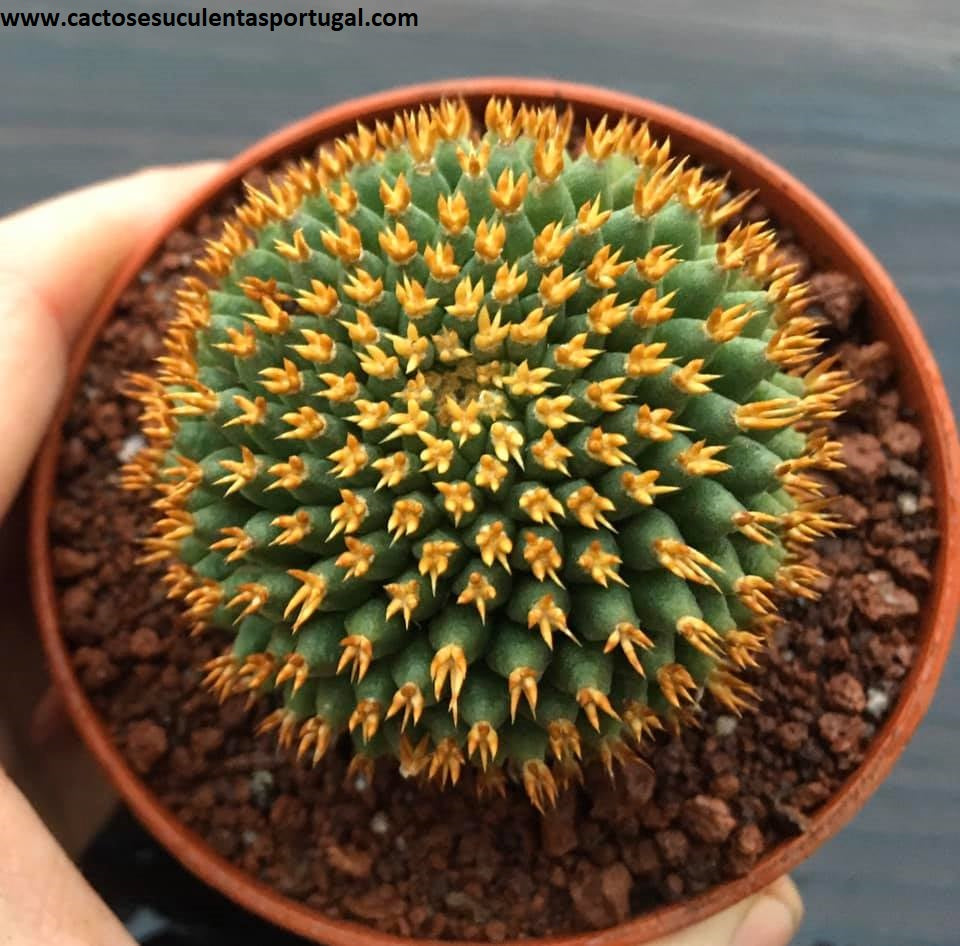 Mammillaria Camptotricha cv. Bru 