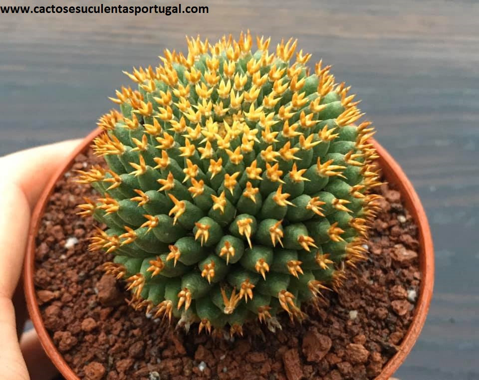 Mammillaria Camptotricha cv. Bru, Gold spikes cactus