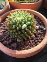 Mammillaria Camptotricha cv. Bru, Gold spikes cactus